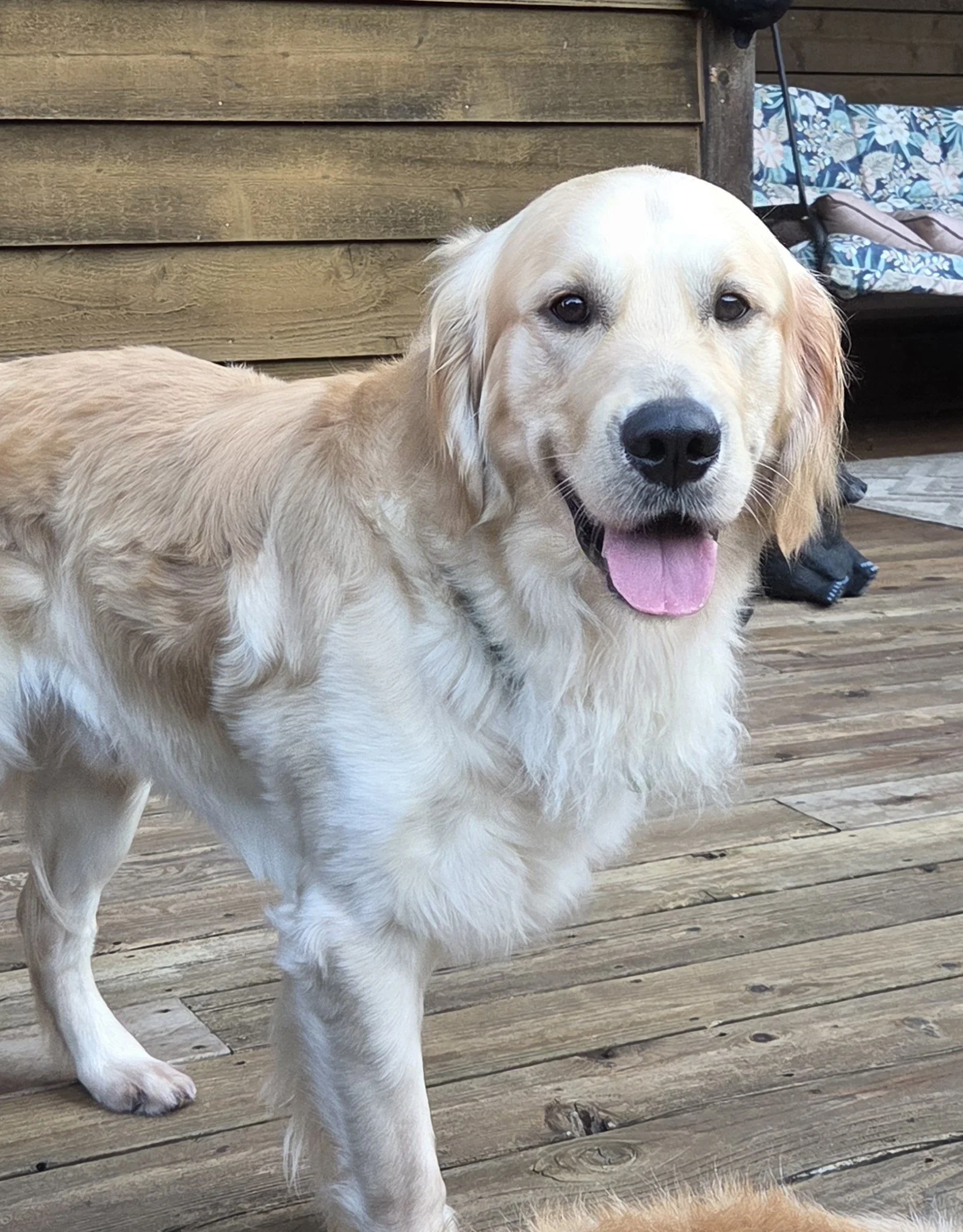 Murphy — Golden Retriever Rescue of Wisconsin